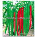 Hybrid F1 Hot Long Chili Pepper Seeds For Growing-Spicy Show No.8